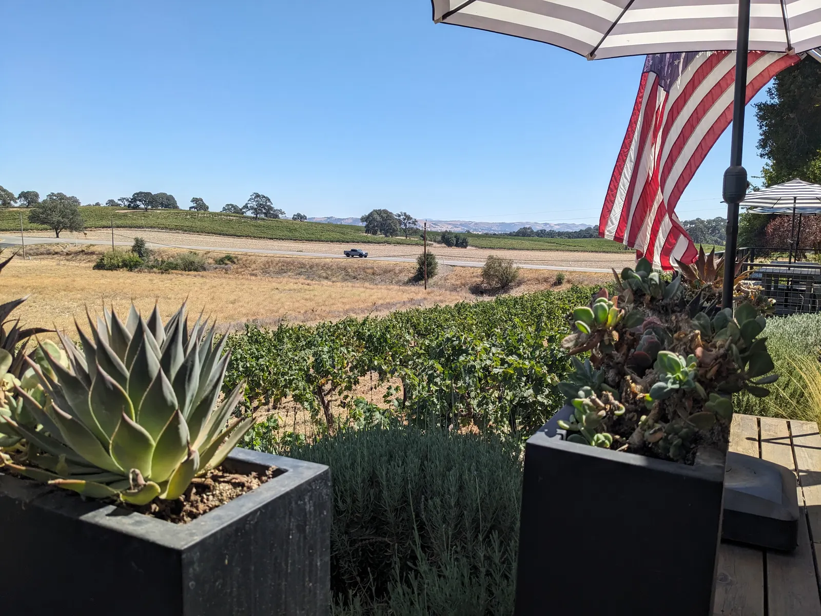 Vineyard and fields stretching across the Paso Robles landscape